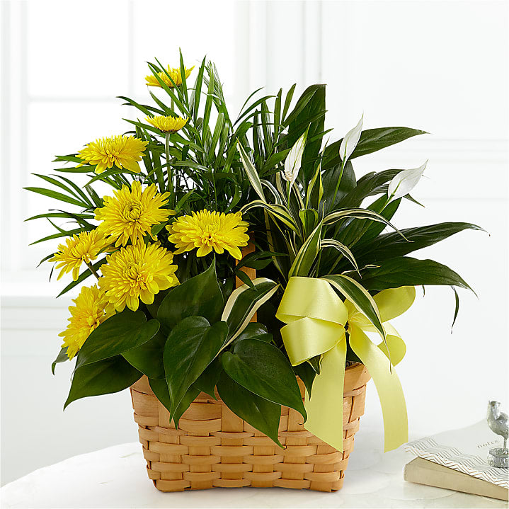 product image for Loving Light Dishgarden