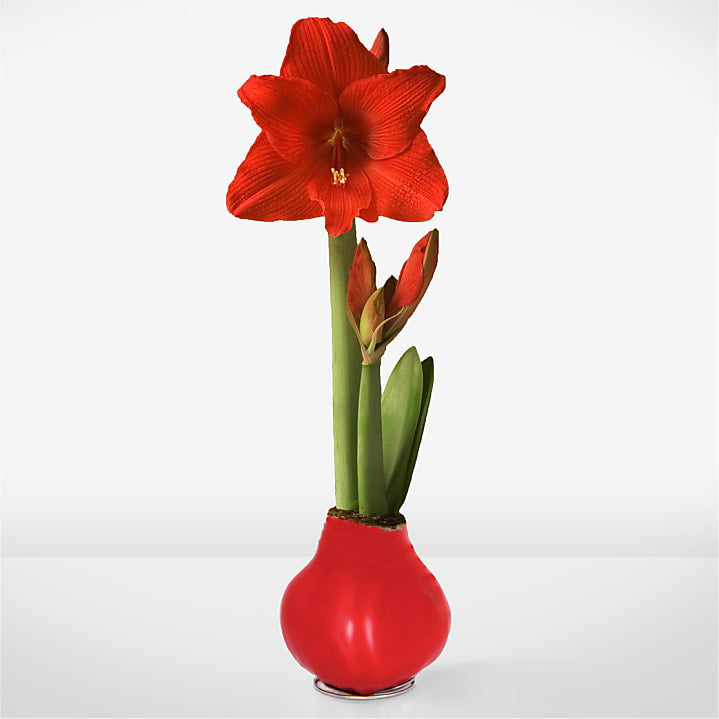 product image for Red Wax Amaryllis Single